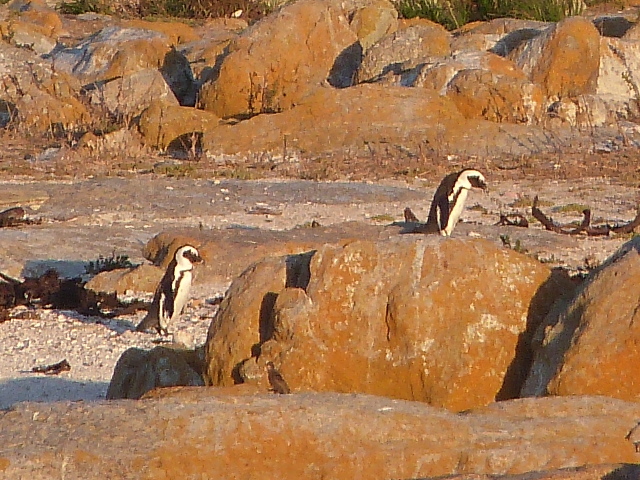 Penguins-Rocks