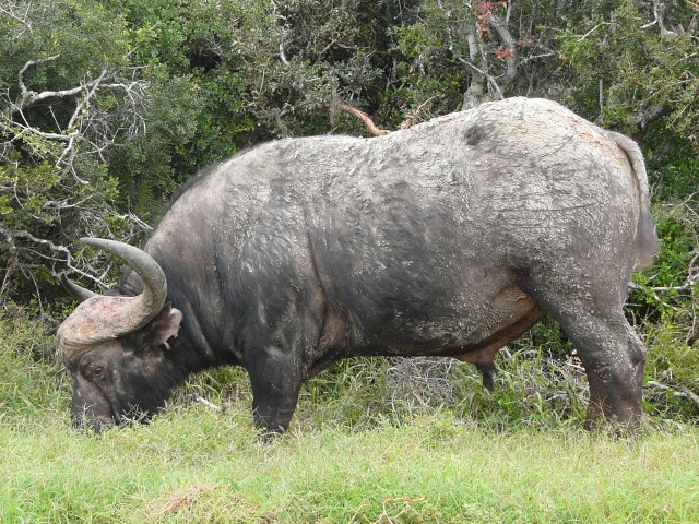 Buffalo-Bull