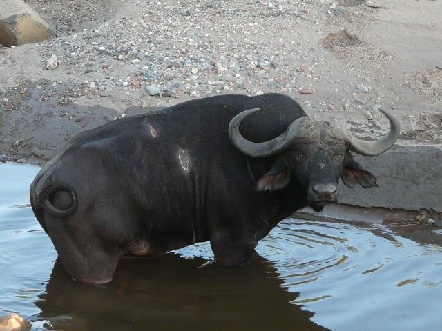 Buffalo-Pool