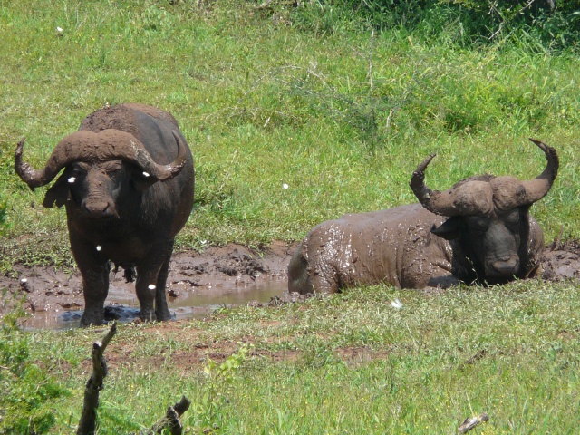 Buffalo-butterflies