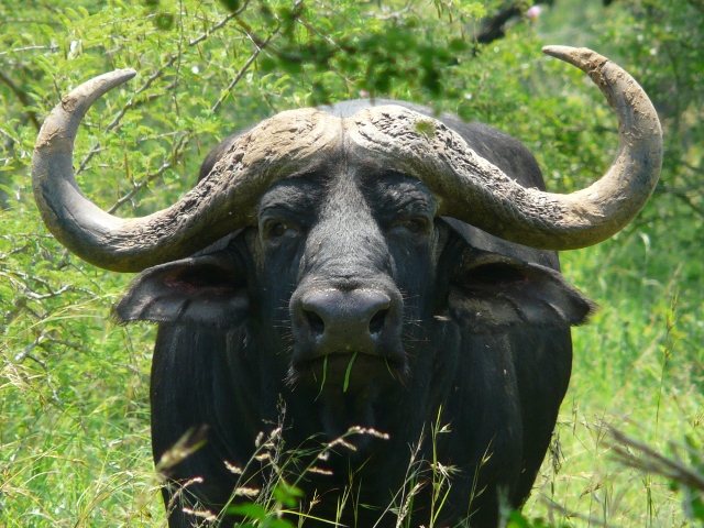 Buffalo-portrait