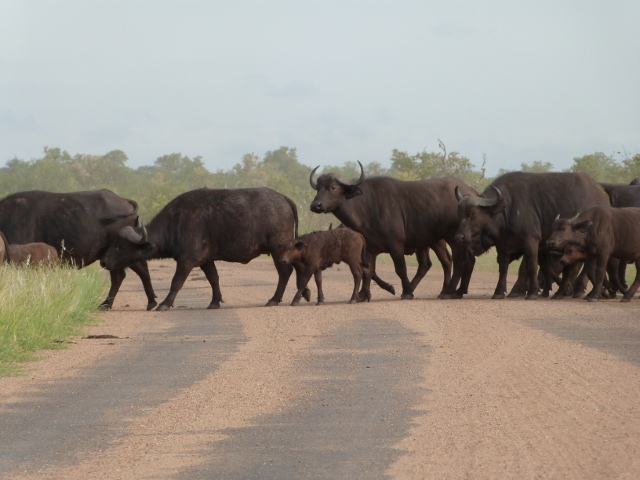 Buffalo-road