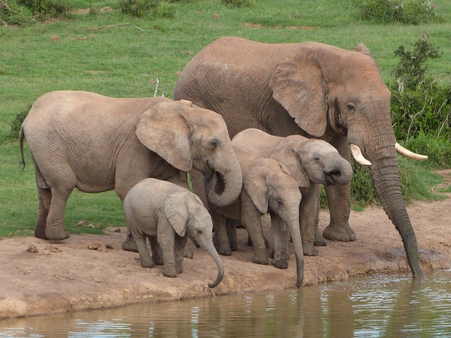 Elephant-Family