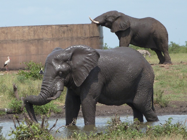 Elephant-tank