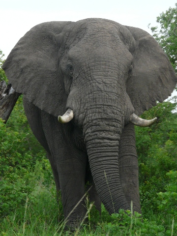 Elephant2