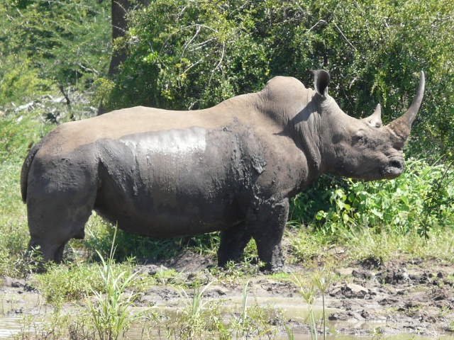 Rhino-near-wallow