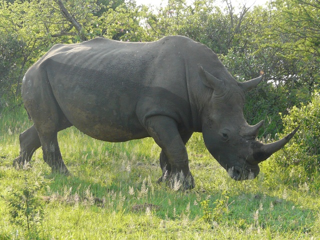 Rhino-side