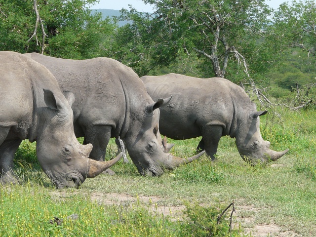 Rhino-trio