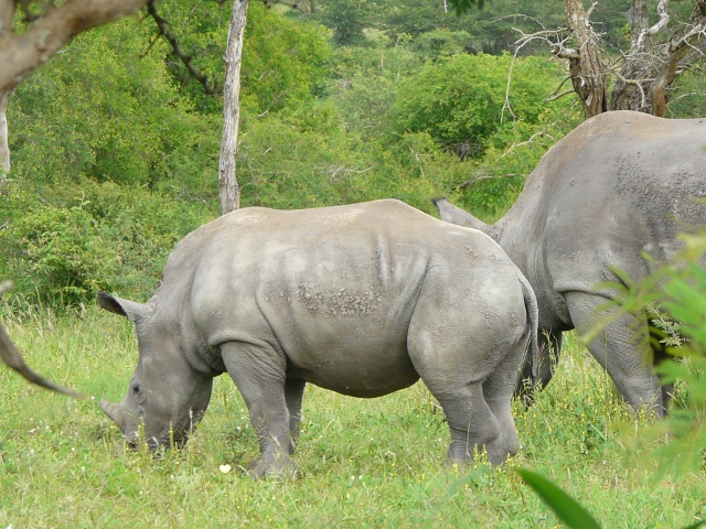 Rhino-youngster