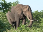 Elephant-Bull