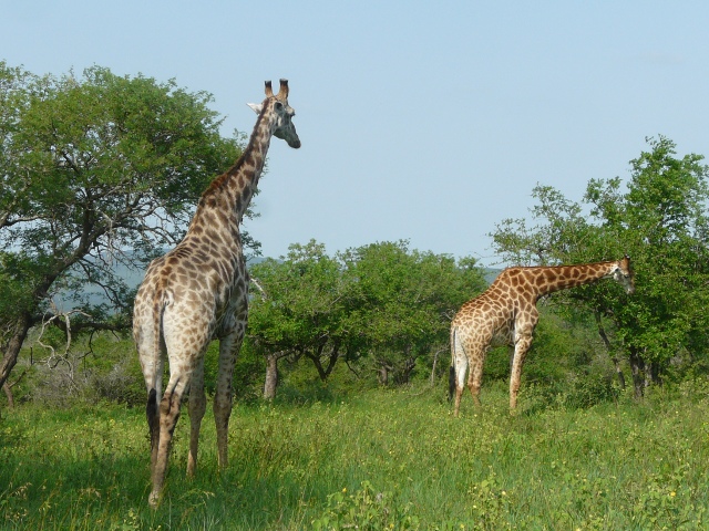 Giraffe-Juvenile