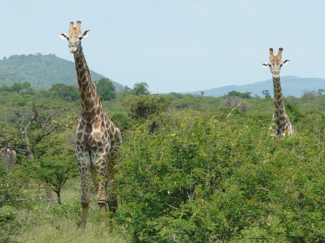 Giraffe-duo