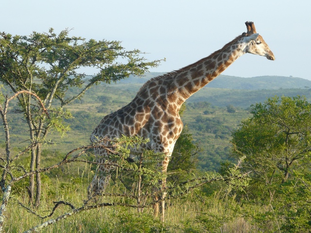 Giraffe