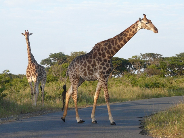 Giraffes-Road