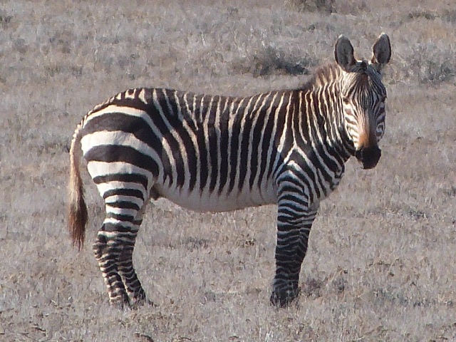 Mountain-Zebra