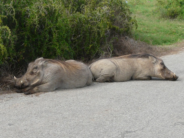 Roadhogs