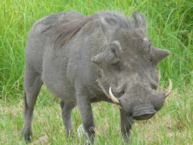 Warthog-closeup