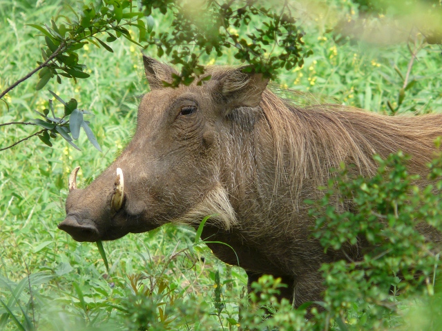 Warthog-portrait