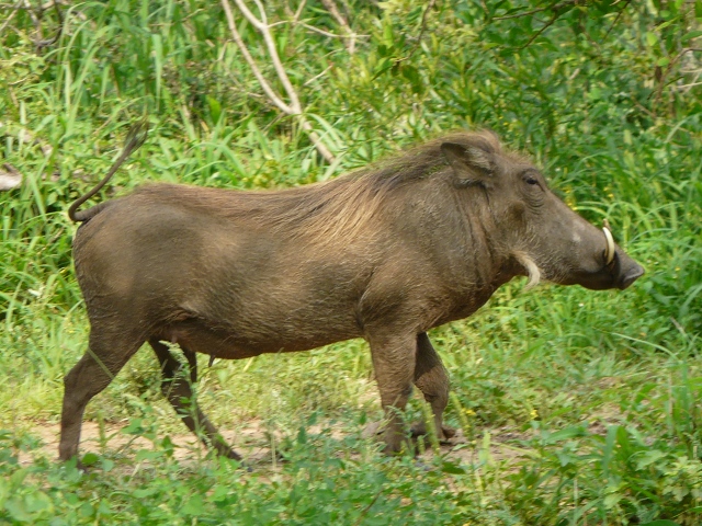 Warthog