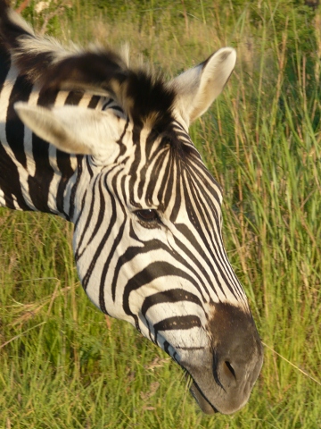 Zebra-Head