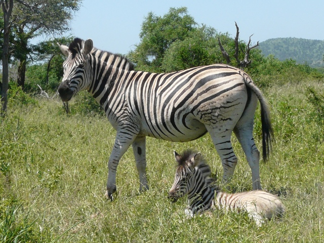 Zebra-baby