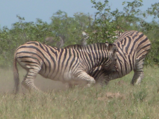 Zebra-fight