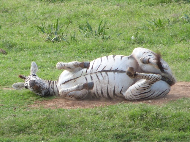 Zebra-rolling