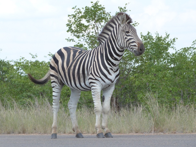 Zebra