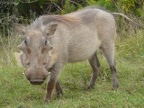 Warthog beauty (205 KB)