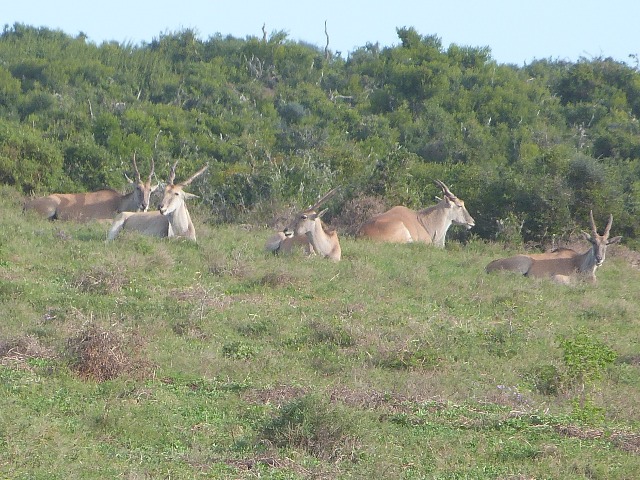 Eland