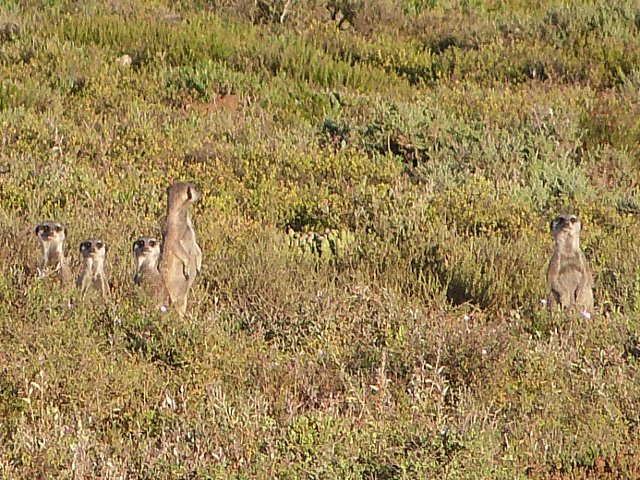 Meercats