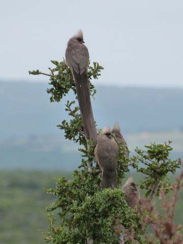 Mousebirds