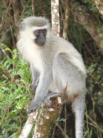 Vervet