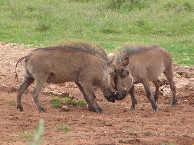 WarthogPush