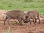 WarthogPush (183 KB)