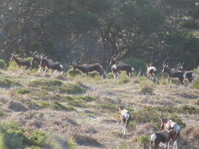 Bonteboks