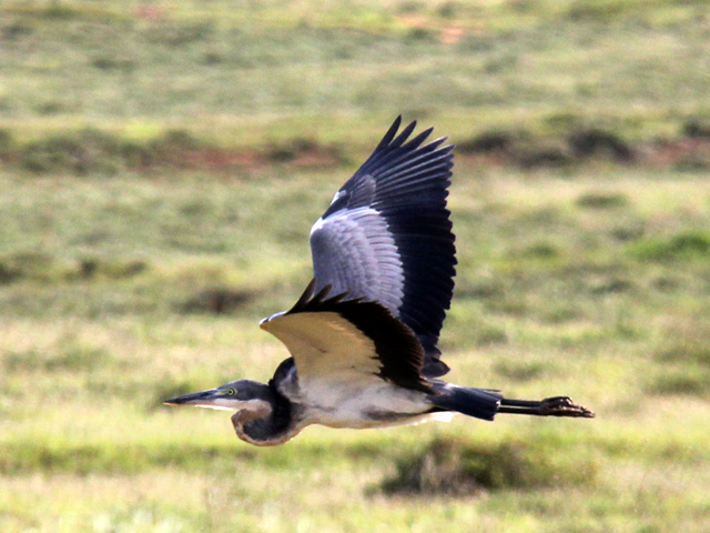 Crane-Flying