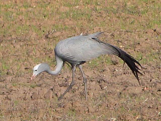 Crane