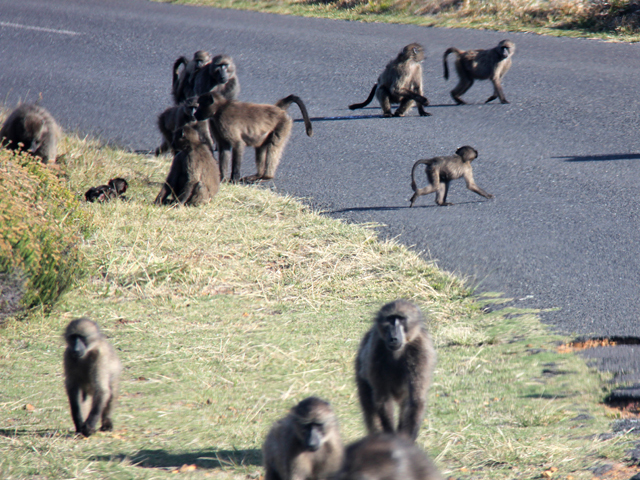 H-Baboons