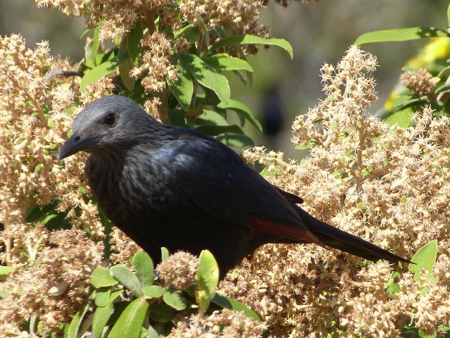 Starling