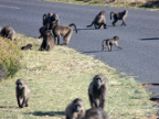 H-Baboons (398 KB)