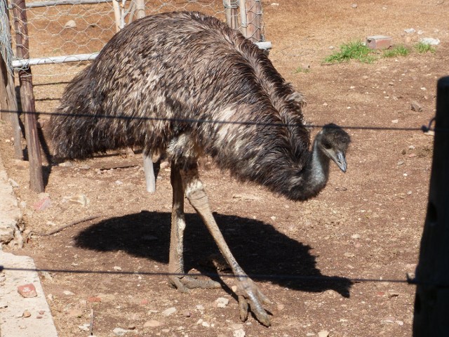 Emu