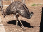 Emu (143 KB)