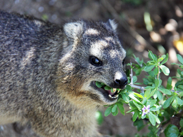 H-Dassie-Eats