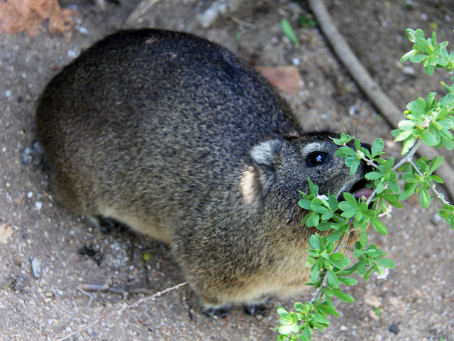 H-Dassie