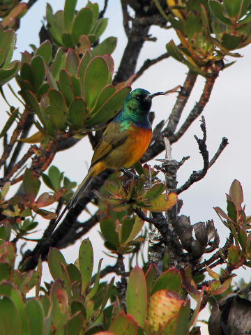 H-Orange-breasted-Sunbird