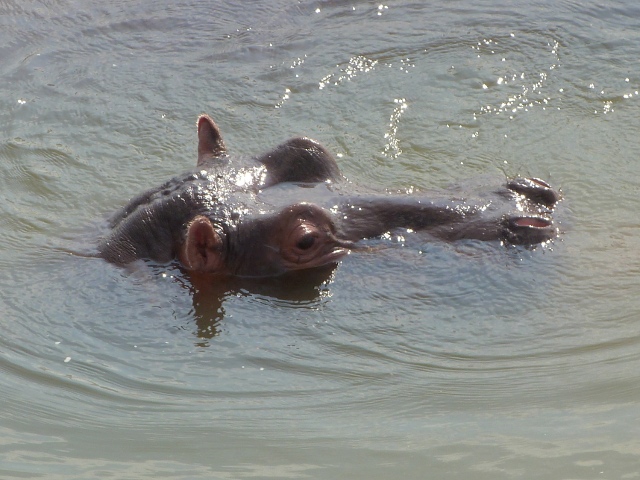 Hippo head