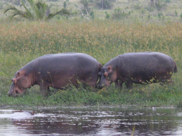 Hippo pair