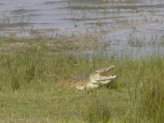 Nile-Crocodile