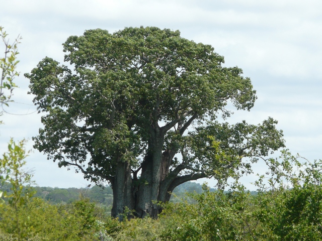 Baobab